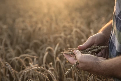 a man in a field of wheat