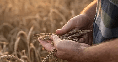 a man in a field of wheat